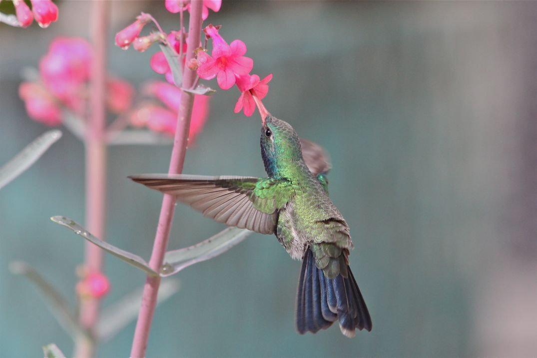 Hummingbirds in backyards and beyond